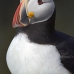 puffin_atlantic_msi_v_0972_can0585.jpg